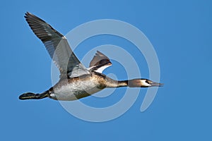 Great crested grebe Podiceps cristatus