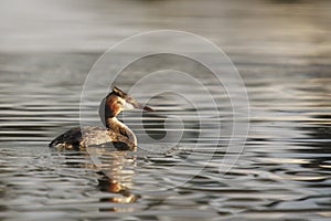 Great Crested Grebe - Podiceps cristatus