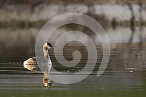 Great Crested Grebe - Podiceps cristatus