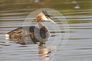 Great Crested Grebe - Podiceps cristatus