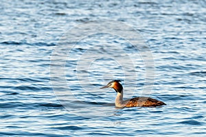 Great crested grebe (Podiceps cristatus