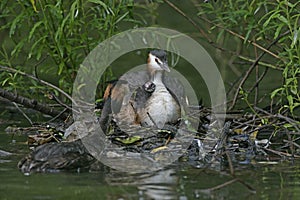 Great-crested grebe, Podiceps cristatus