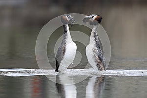 Great-crested grebe, Podiceps cristatus