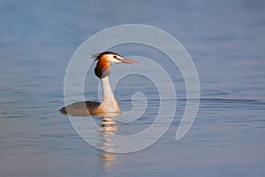 Great Crested Grebe (Podiceps cristatus).