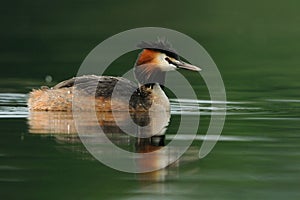 Great Crested Grebe (Podiceps Cristatus)