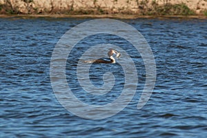 Great Crested Grebe (Podiceps cristatus)