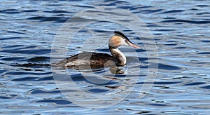 Great-crested Grebe (Podiceps cristatus)