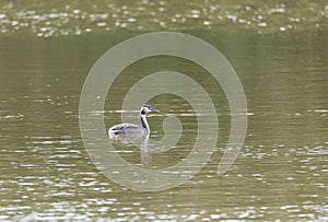 Great Crested Grebe, Podiceps cristatus