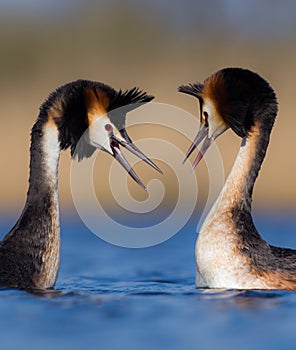 Great Crested Grebe Podiceps Cristatus