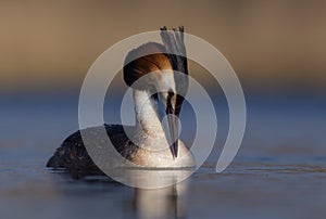 Great Crested Grebe Podiceps Cristatus