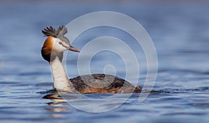 Great Crested Grebe - Podiceps Cristatus