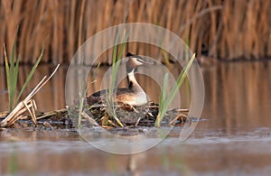 Great Crested Grebe (Podiceps cristatus) photo