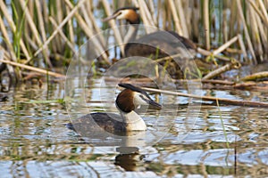 Great Crested Grebe, Podiceps cristatus with beautiful orange colors,