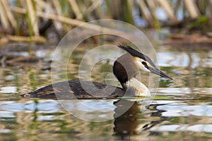 Great Crested Grebe, Podiceps cristatus with beautiful orange colors,