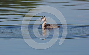 Great-crested grebe, Podiceps cristatus. A bird floats on a calm morning river