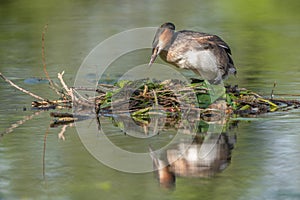 Great Crested Grebe (Podiceps cristatus) brooding his nest on a river