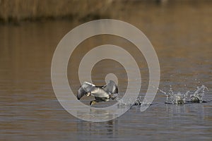Great Crested Grebe cavorting on the Somerset Levels, United Kingdom photo