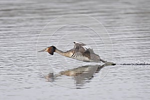 Great Crested Grebe cavorting on the Somerset Levels, United Kingdom photo