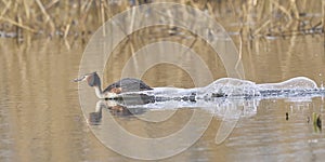 Great Crested Grebe cavorting on the Somerset Levels, United Kingdom photo