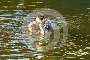 Great Crested Grebe (Podiceps cristatus) chick being carried safely on it's parent's back, taken in London
