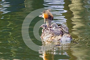 Great Crested Grebe (Podiceps cristatus) with chicks riding on it's back, taken in London