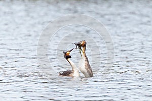 Great Crested Grebe (Podiceps cristatus) courting, taken in the UK