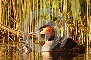 Great Crested Grebe Podiceps cristatus with ducklings