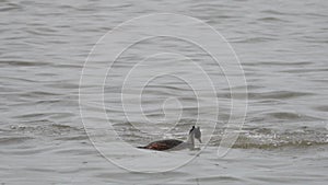 Great Crested Grebe (Podiceps cristatus). Foreign male great grebe attacks a dancing couple