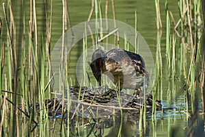 Great Crested Grebe (Podiceps cristatus). Grebe is cleaning the nest