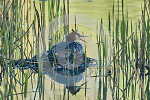 Great Crested Grebe (Podiceps cristatus). Grebe sits in a nest with its beak open