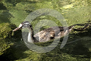 Great crested grebe Podiceps cristatus; immature individual on Lake Garda