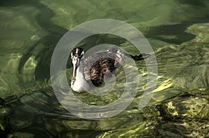 Great crested grebe Podiceps cristatus; immature individual on Lake Garda