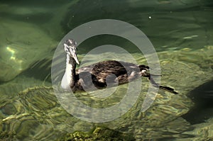 Great crested grebe Podiceps cristatus; immature individual on Lake Garda