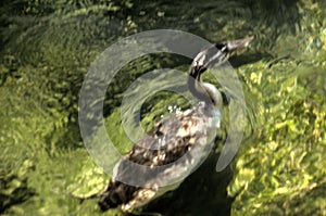 Great crested grebe Podiceps cristatus; immature individual surfacing on Lake Garda