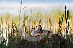 Great crested grebe