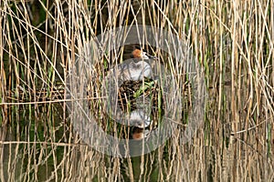 Great crested grebe Podiceps cristatus incubating eggs and sitting on nest hidden amongst marshland reeds