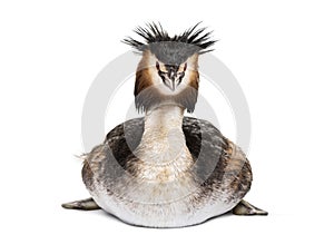 Great crested grebe, Podiceps cristatus, isolated