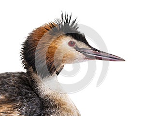 Great crested grebe, Podiceps cristatus, isolated