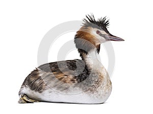 Great crested grebe, Podiceps cristatus, isolated on white