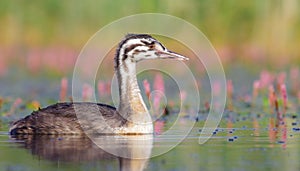 Great Crested Grebe - Podiceps Cristatus - juvenile