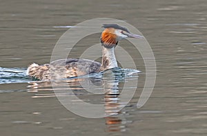 Great Crested Grebe (Podiceps cristatus) on Lake.