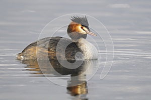 Great Crested Grebe, Podiceps cristatus Linnaeus photo