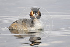 Great Crested Grebe, Podiceps cristatus Linnaeus