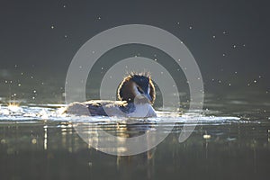 Great crested grebe Podiceps cristatus mating during Springtime