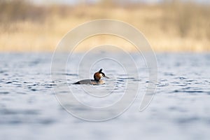 Great crested grebe (Podiceps cristatus) is a member of the grebe family of water birds of the Podicipedidae family.