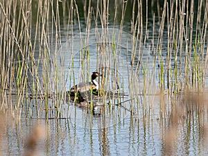 The Great Crested Grebe Podiceps cristatus is a member of the Podicipedidae family, nests in the lake, reeds in the foreground