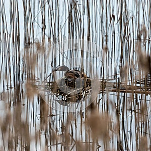 The Great Crested Grebe Podiceps cristatus is a member of the Podicipedidae family, nests in the lake, reeds in the foreground