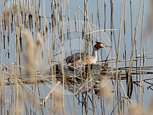 The Great Crested Grebe Podiceps cristatus is a member of the Podicipedidae family, nests in the lake, reeds in the foreground