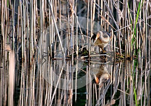 The great crested grebe Podiceps cristatus  on the nest