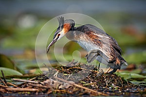 The great crested grebe - Podiceps cristatus, on the nest. Wildlife scene from Danube delta